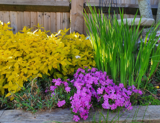 The Garden Fairy - Summer Pruning Guide