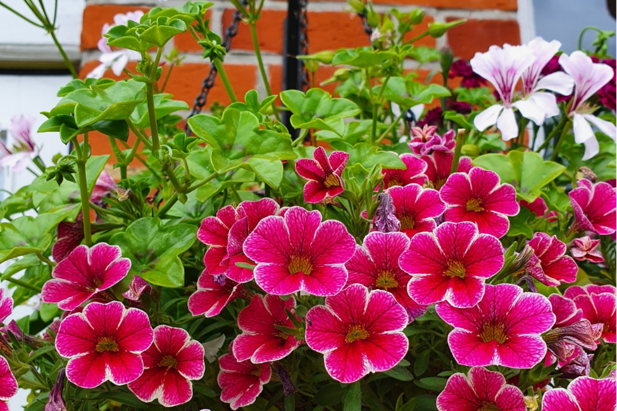 The Garden Fairy - Hanging Basket