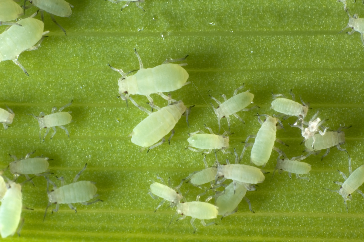 The Garden Fairy Blog - aphids