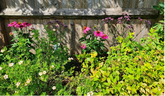 Echinacea and Verbena Echinacea and Verbena