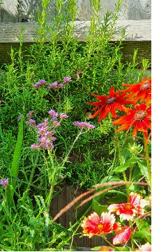 Rudbeckia Rudbeckia