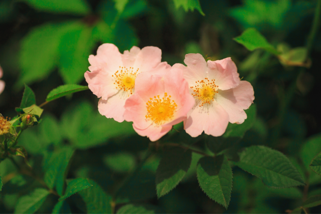 The Garden Fairy Blog - Autumn Planting