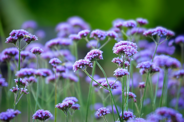 The Garden Fairy Blog - Verbena