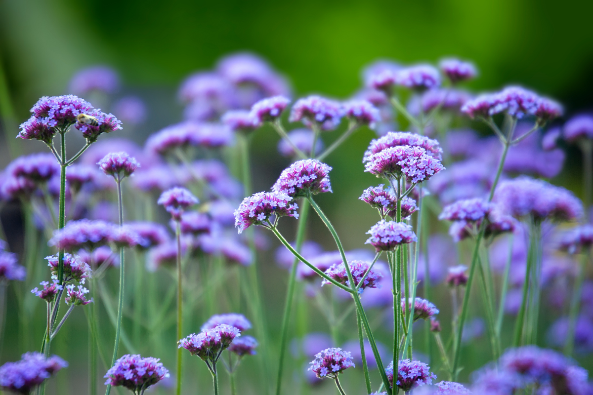 The Garden Fairy Blog - Verbena