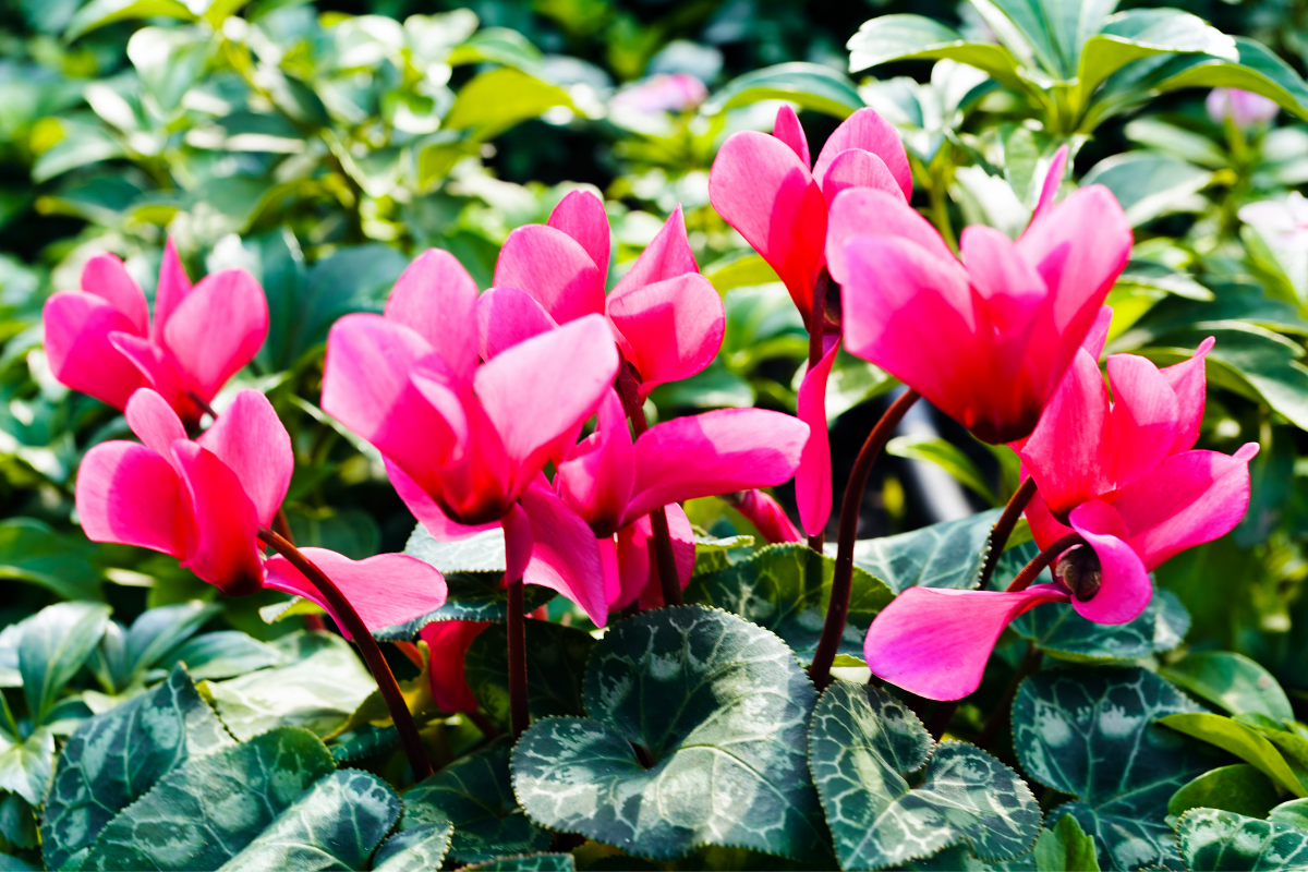 cyclamen