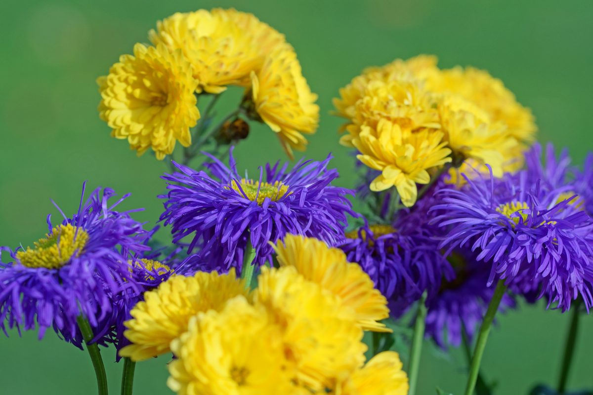 The-Garden-Fairy-Blog-aster-flower-2 The-Garden-Fairy-Blog-aster-flower-2