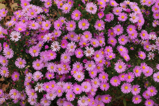 The Garden Fairy Blog - aster flowers