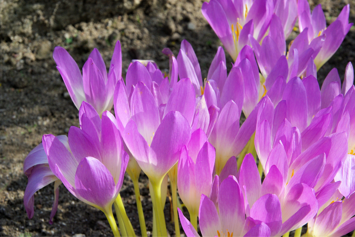 The-Garden-Fairy-Blog-autumn-crocus The-Garden-Fairy-Blog-autumn-crocus