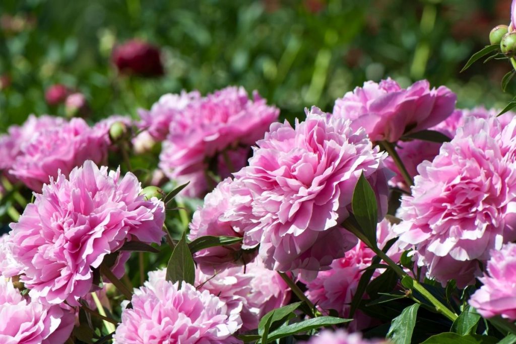 The Garden Fairy Blog - peonies
