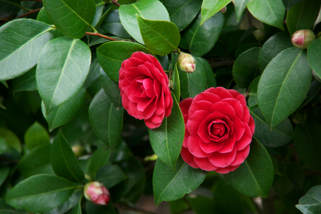 Camellia - best winter flowering plants