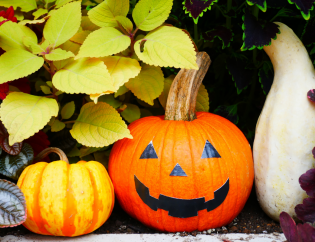 The Garden Fairy Blog - halloween