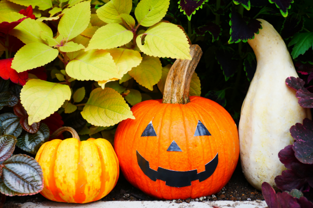 The Garden Fairy Blog - halloween