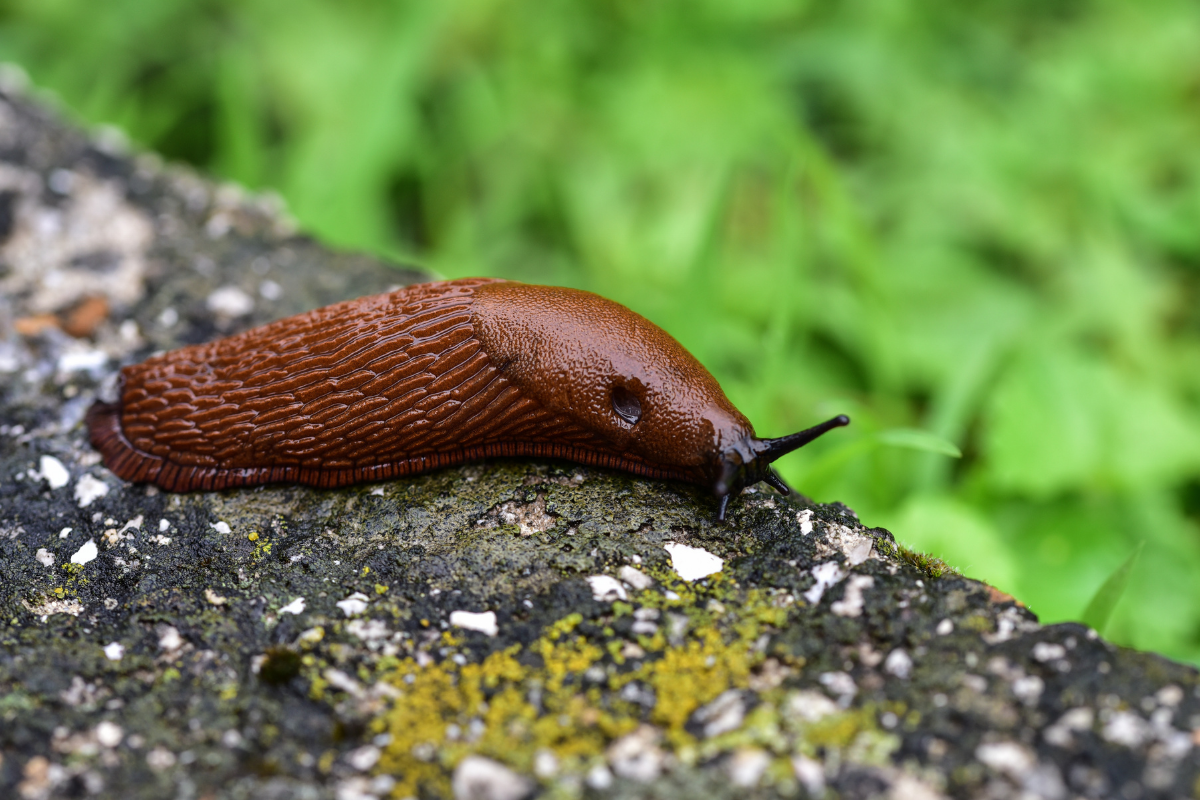 The Garden Fairy Blog - slugs The Garden Fairy Blog - slugs