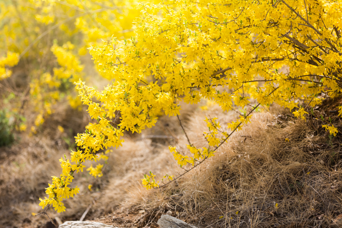 Forsythia