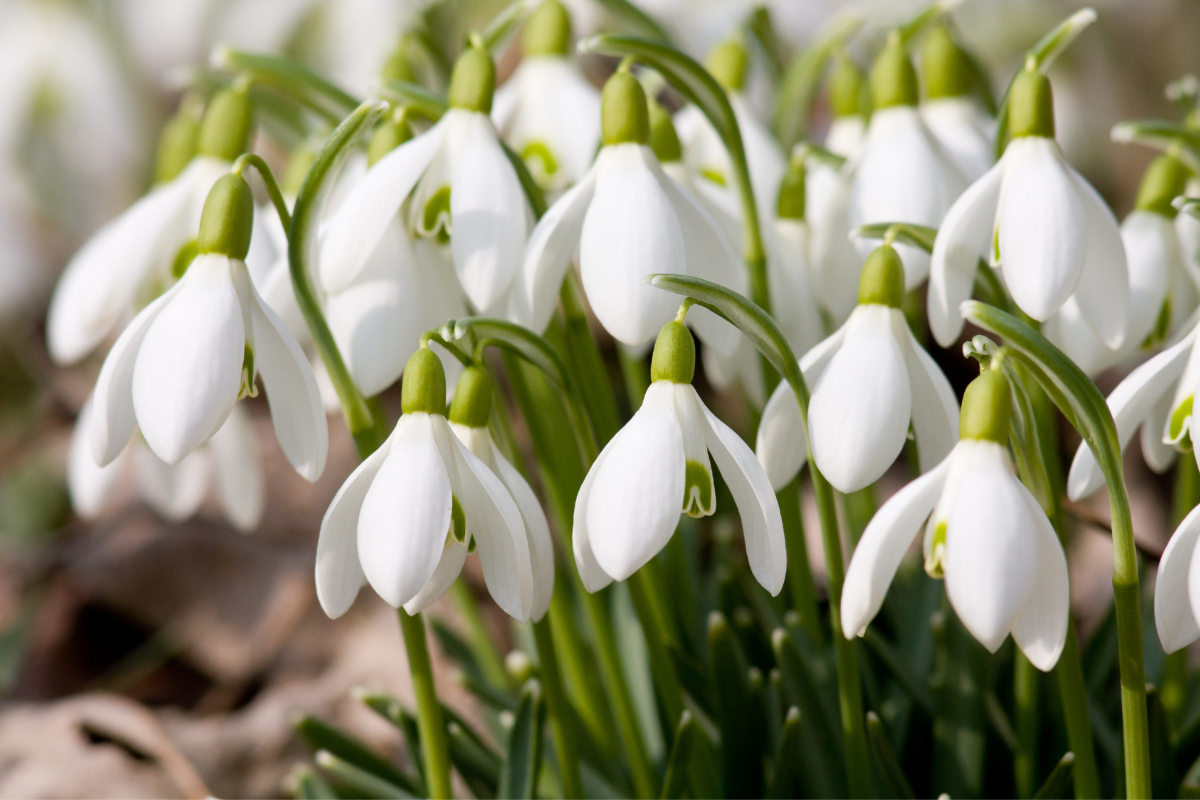 snowdrops