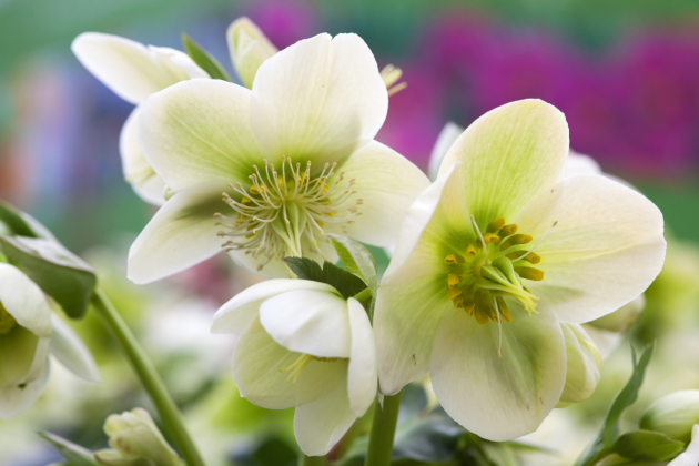 The Garden Fairy Blog - hellebores