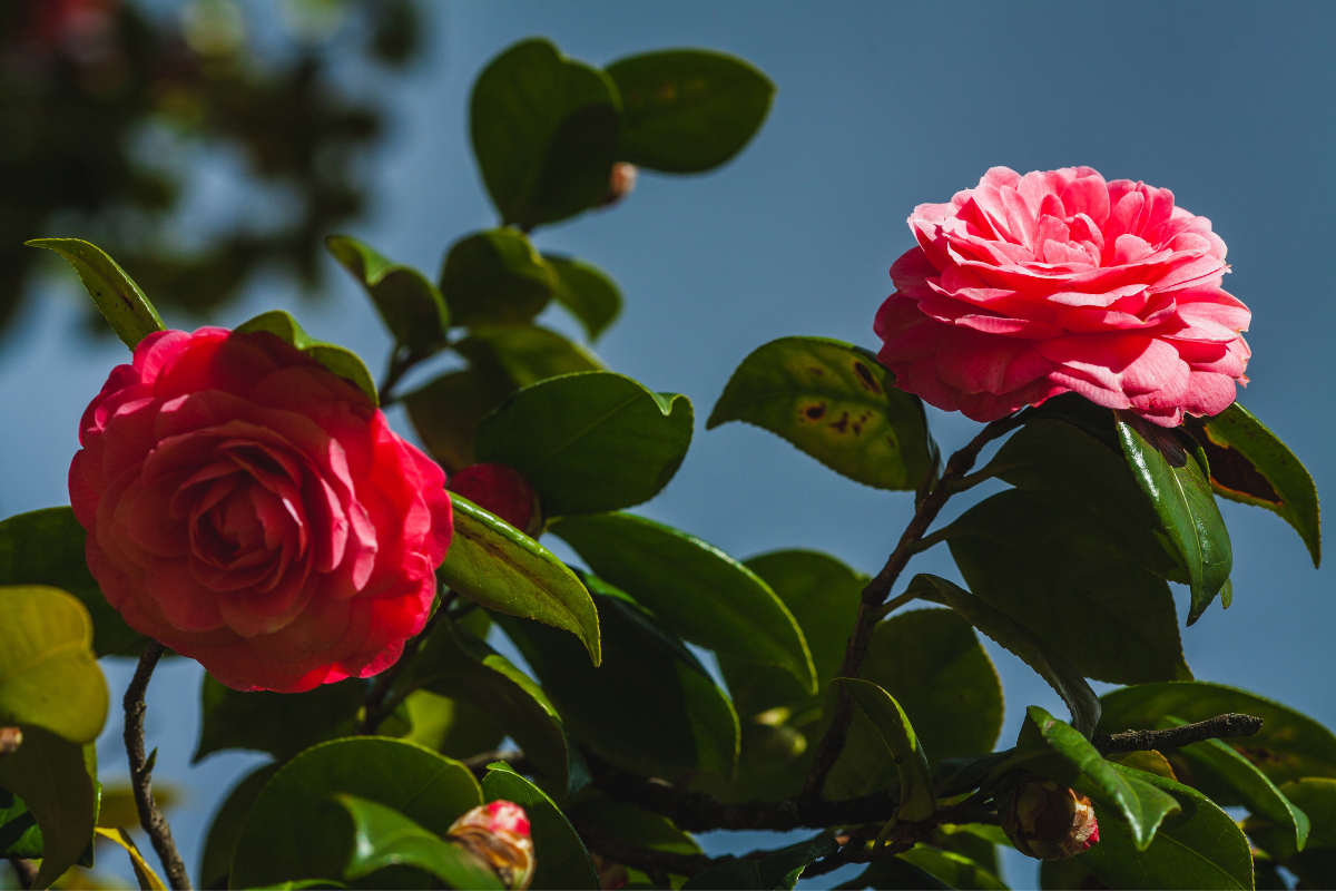 Camelia