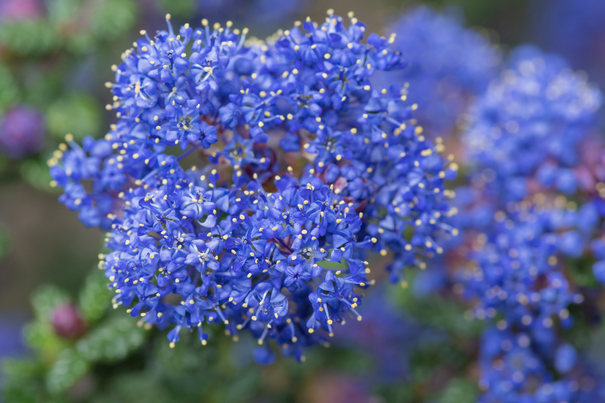 Ceanothus