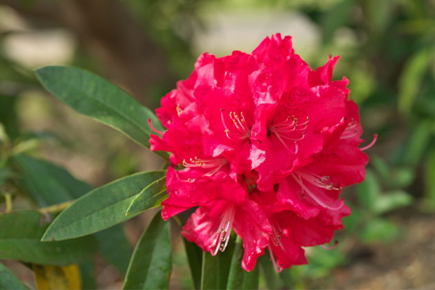 Rhododendrons