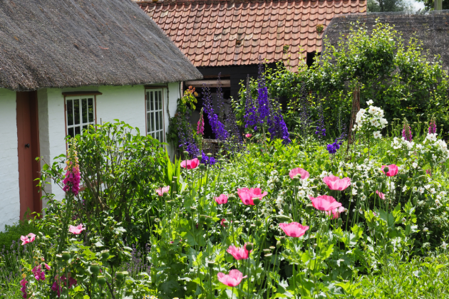 Annuals for your garden