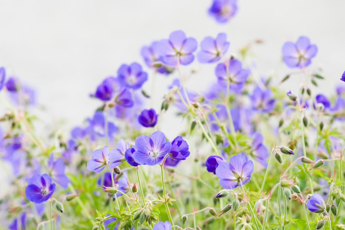 Hardy geraniums For Your Garden