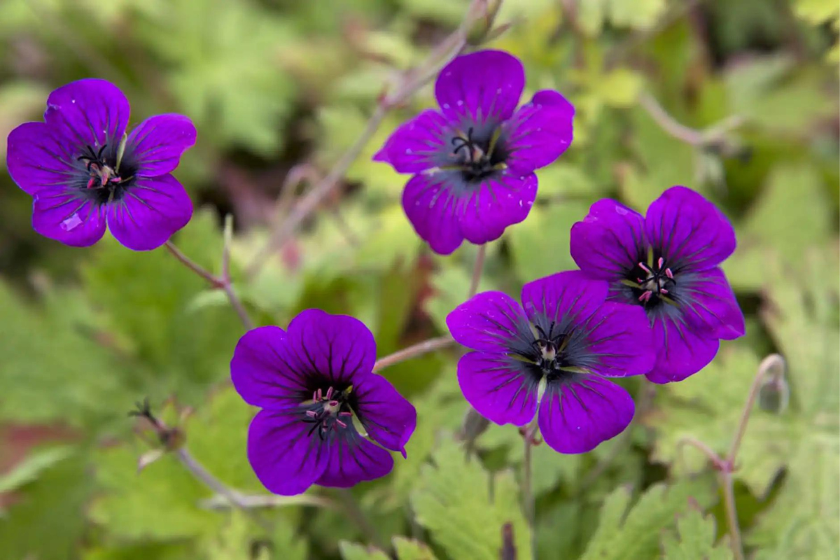 Hardy geraniums - Geranium ‘Ann Folkard’