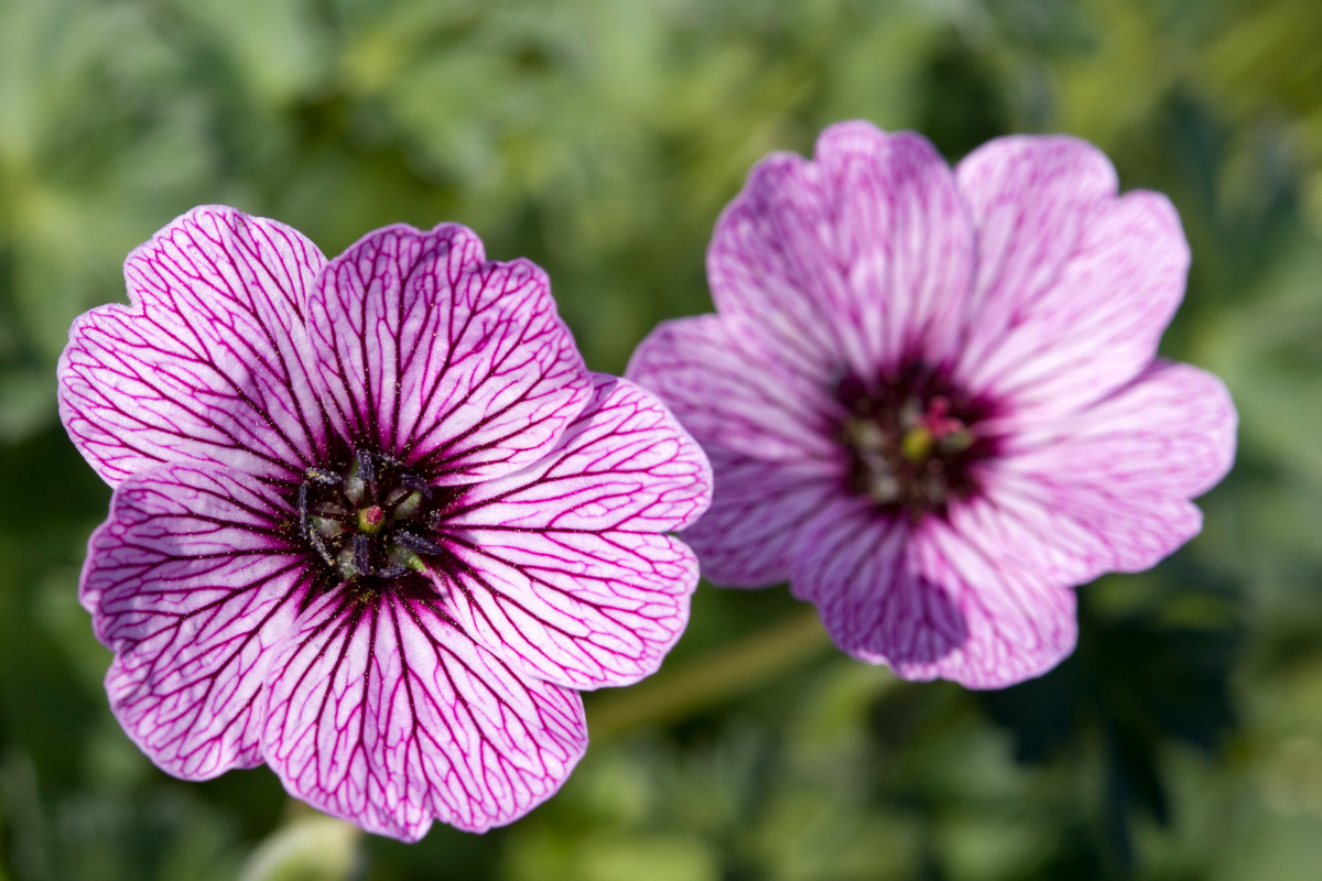 Hardy geraniums - Geranium ‘Ballerina’
