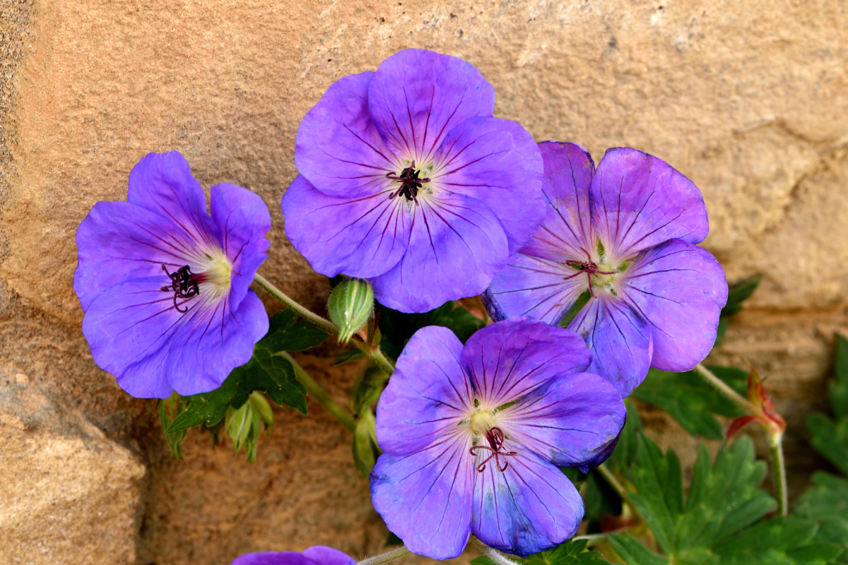 Hardy geraniums - Rozanne ‘Jolly Bee’