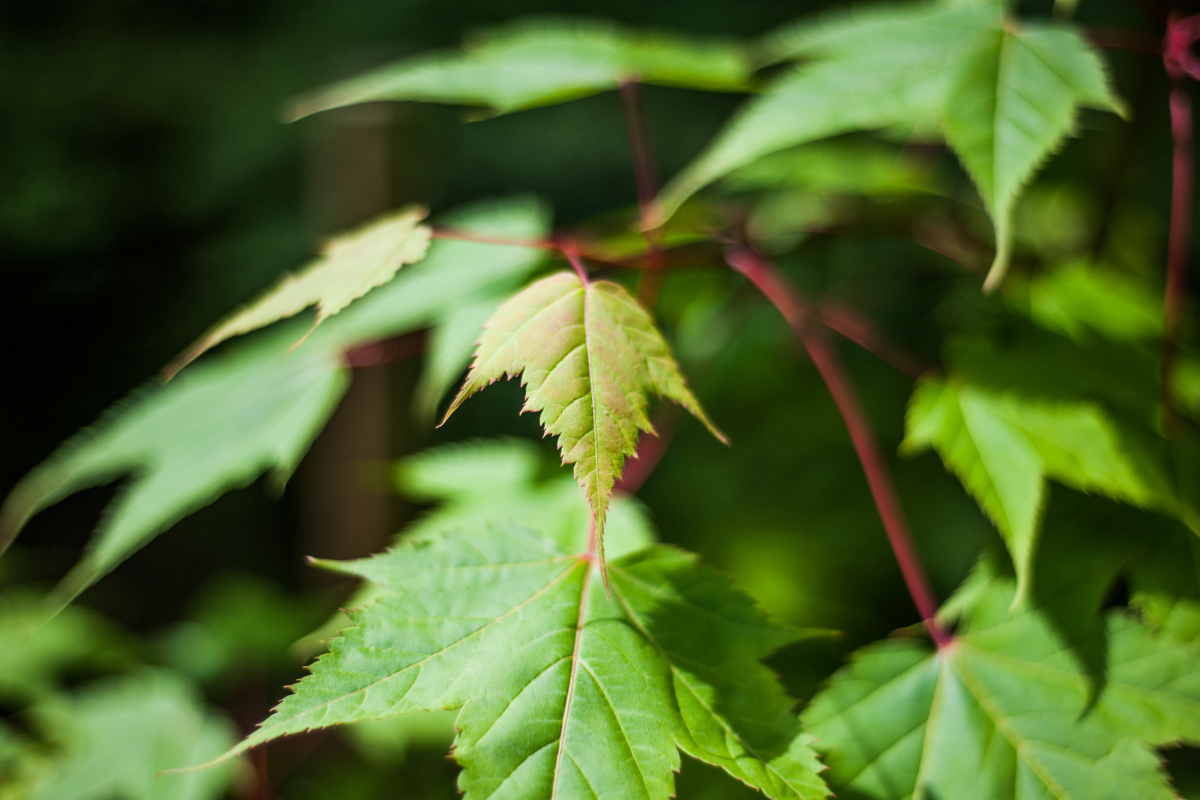 Wildlife friendly garden - Acer campestre