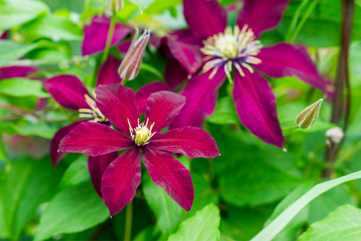 Wildlife friendly garden - Clematis