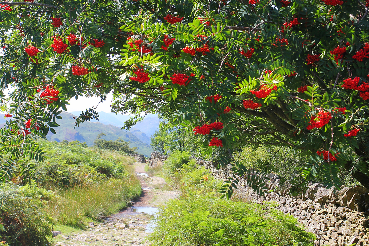 Wildlife friendly garden - Rowan Tree