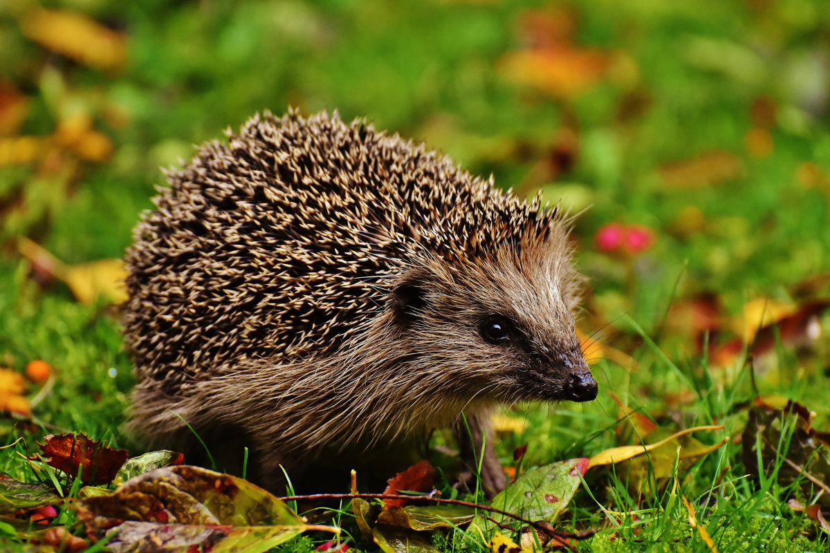 Wildlife friendly garden - hedgehog
