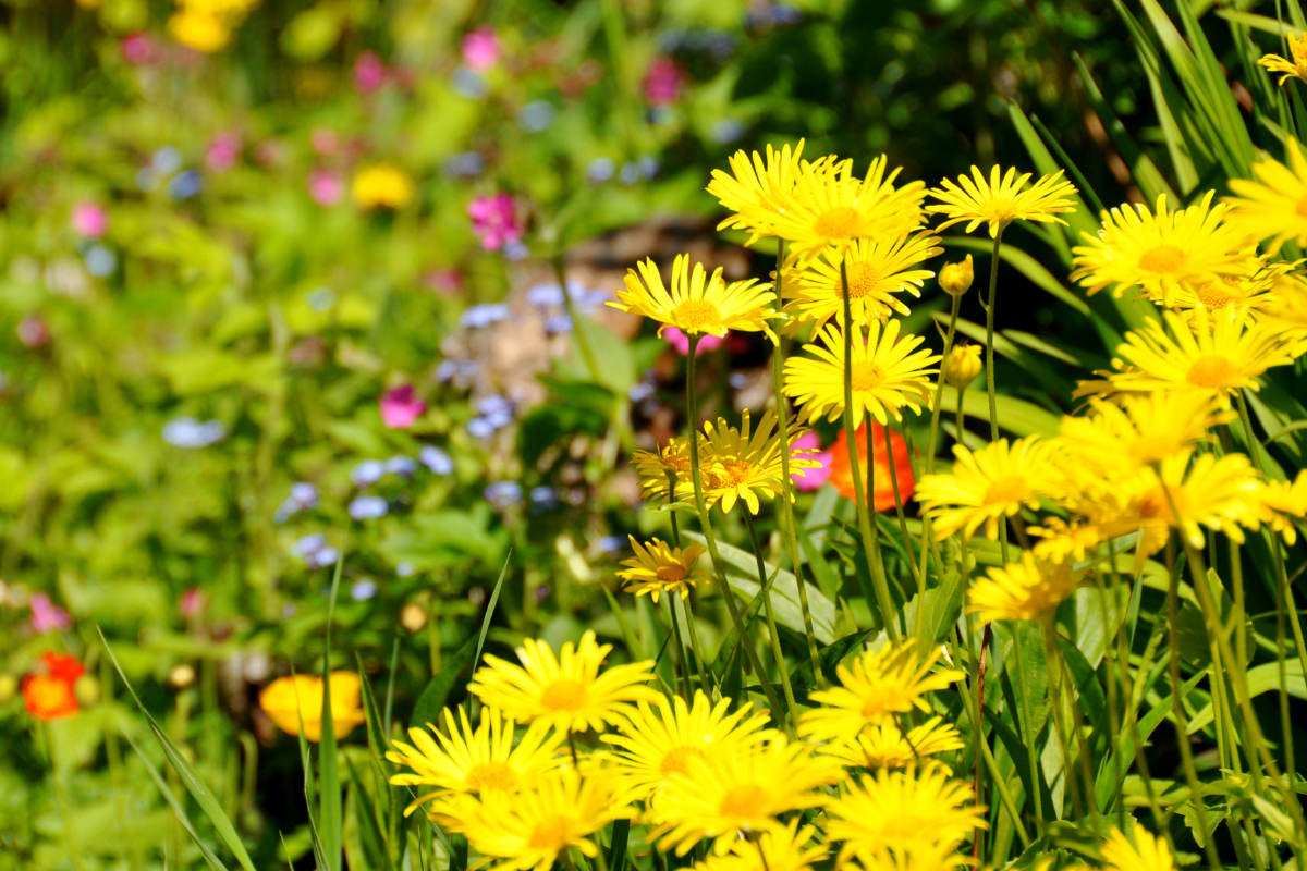 Wildlife friendly garden - wildflower garden