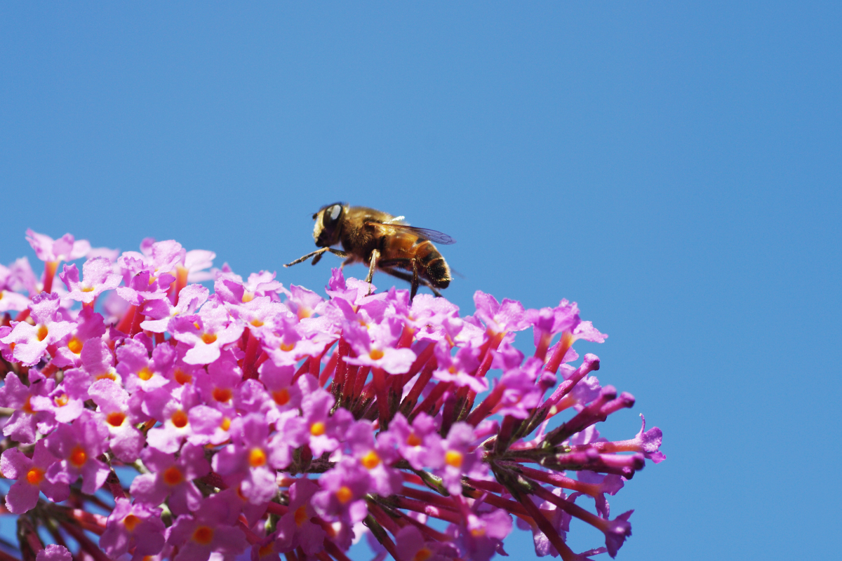Wildlife friendly garden