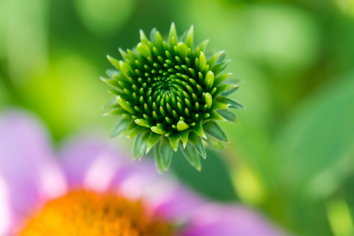 echinacea before it flowers