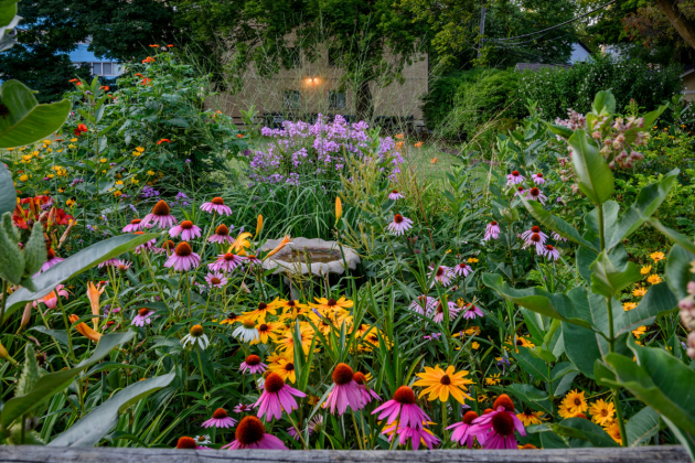 echinacea garden