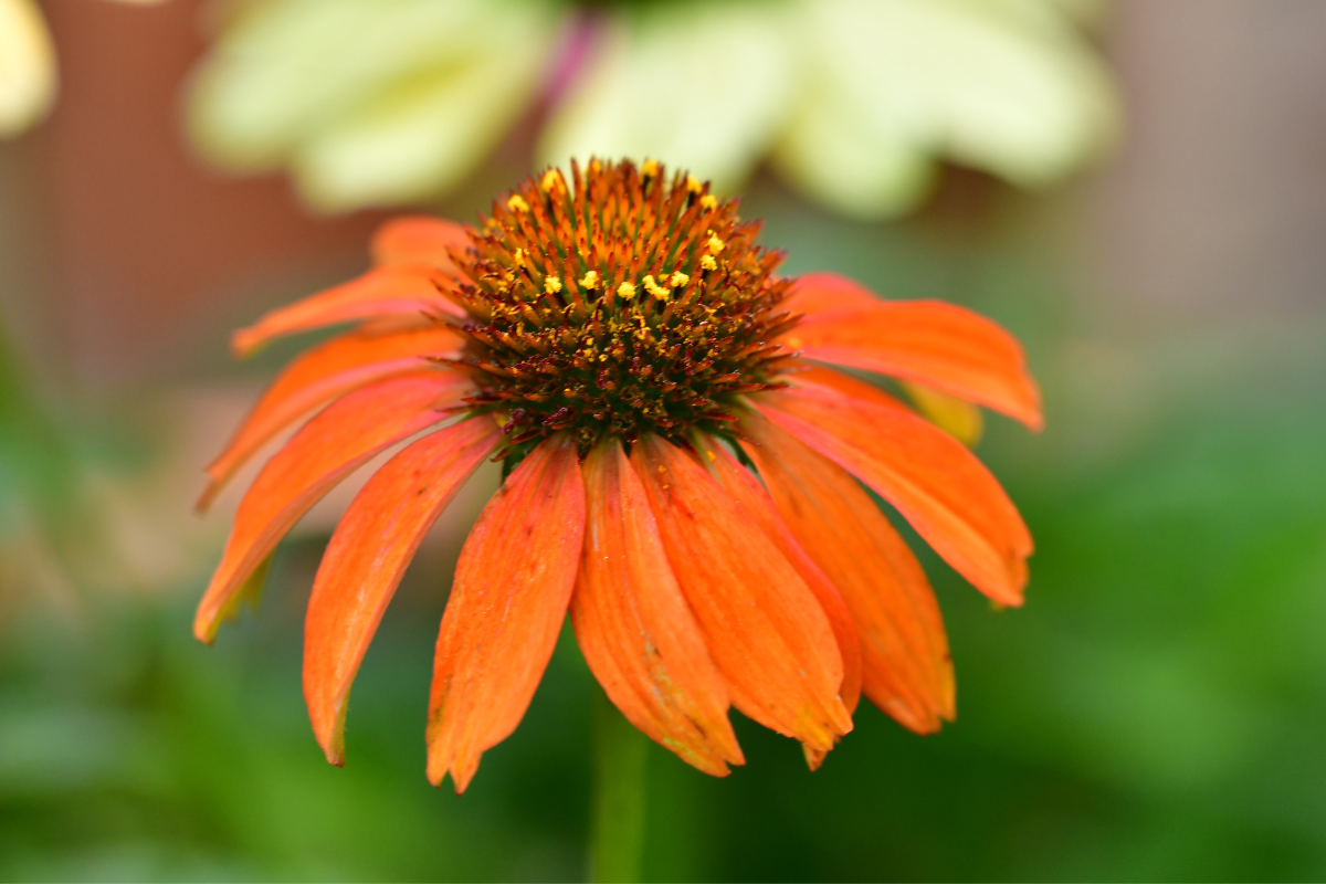 echinacea orange