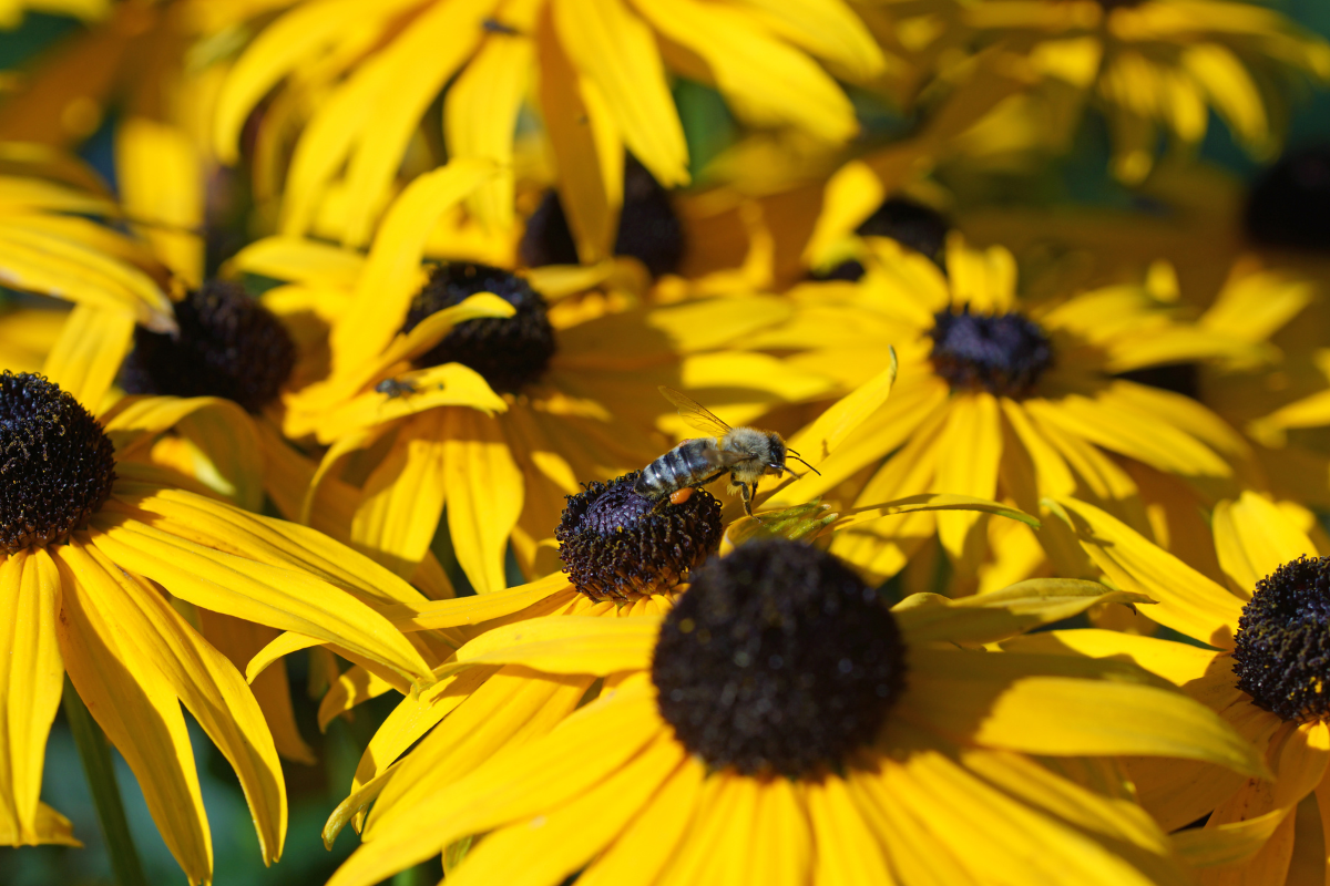 echinacea - yellow