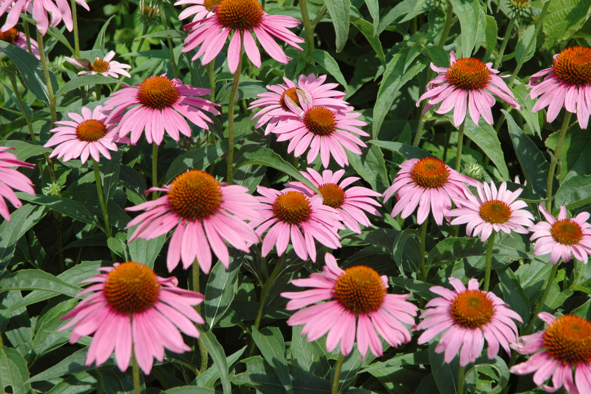 echinacea